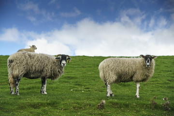 Obraz premium Two Swaledale Ewes