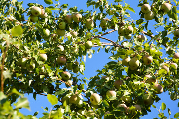 tree, fruit, green, apple, food, branch, apples, ripe, nature, garden, fresh, healthy, agriculture, leaf, summer, leaves, orchard, pear, red, sweet, plant, yellow, juicy, organic, autumn