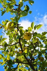 tree, fruit, green, apple, food, branch, apples, ripe, nature, garden, fresh, healthy, agriculture, leaf, summer, leaves, orchard, pear, red, sweet, plant, yellow, juicy, organic, autumn