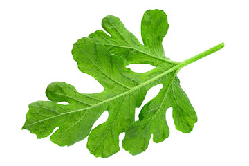 Watermelon leaf closeup