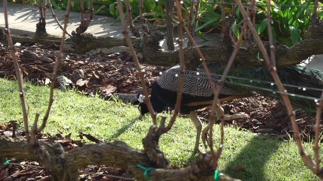 Wide shot of peacock eating in-between vineyards