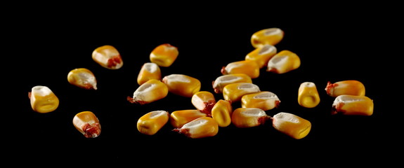 Raw corn kernels isolated on black background