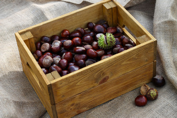 kasztany, symbol jesieni