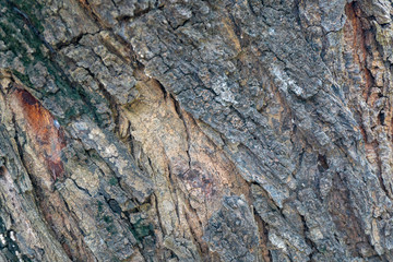 Bark texture on the old tree