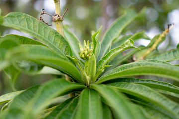 Close up plant with ingrown flower