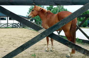 Beautiful horse standing in his stable on on a background of summer landscape
