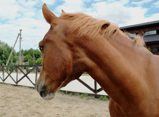 Horse in stable on a background of summer landscape