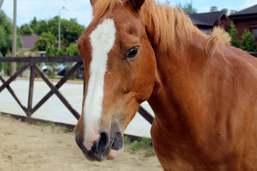 Beautiful brown horse standing in his stable on on a background of summer landscape and looking straight