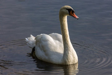 Swan in water