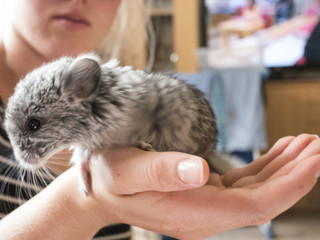 teenage girl holds a chinchilla puppy in her hand