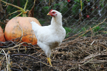 курица и деревня