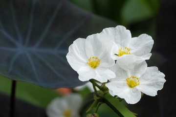 Obraz premium Yellow flower macro, yellow pollen