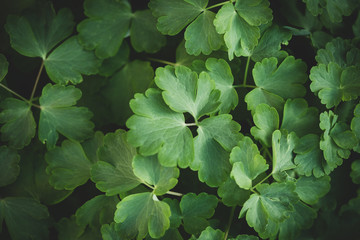 Green leaves top view background