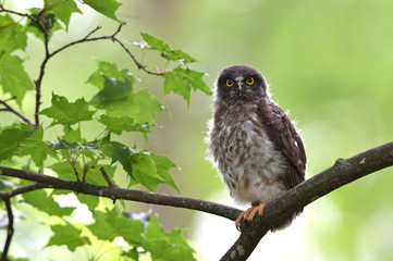 アオバズクの幼鳥