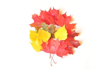 Autumn bouquet/ Fall bouquet of red and yellow maple leaves