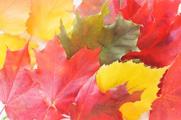 Beautiful autumn photo/ Red and yellow leaves of maple and birch. Flat lay nature macro photo