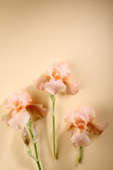 Obraz na płótnie Canvas Three iris flowers