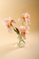 Three iris flowers above in vase