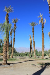 Oase mit Palmen in der Wüste, Death Valley