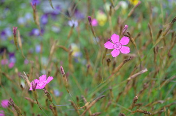 purple flowers