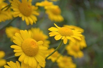 yellow flowers in the garden