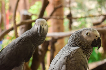 Birds in the zoo at Samutprakarn in Thailand.