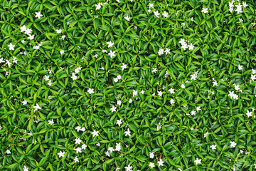 green leaf flower plant background