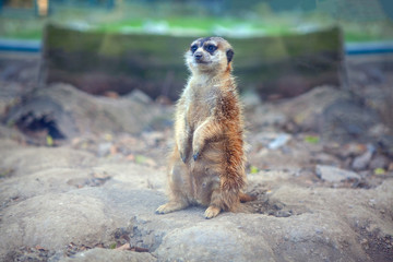 Fototapeta premium cute meerkat standing and looking away 