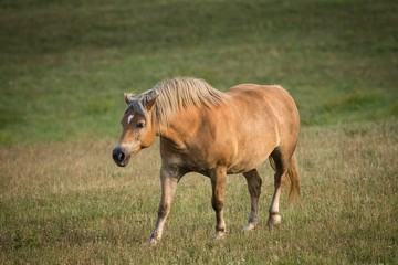 Naklejka na ściany i meble Brown Horse walking in field