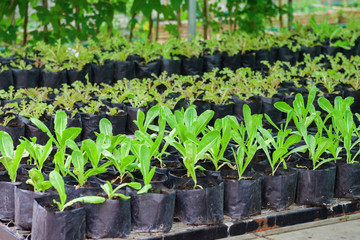 planting vegetable in garden