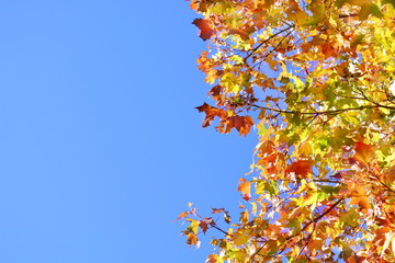 Autumn yellow and red leaves against blue sky