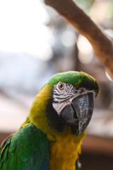 Birds in the zoo at Samutprakarn in Thailand.