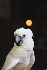 Birds in the zoo at Samutprakarn in Thailand.