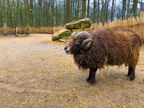 close up Portrait of a brown Awassi sheep curved strong horn with thick fur goat at the zoo wild park animal wellfare