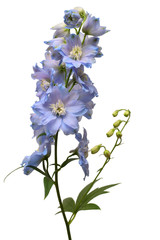 Beautiful blue delphinium flower isolated on white background. Flat lay, top view. Floral pattern, object. Nature concept