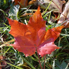 Red maple leaf on green grass