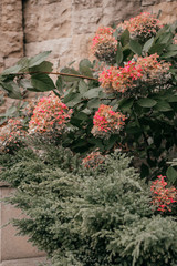 Pink and white petals of hydrangea flowers. Macro photo.