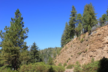 Lanschaftsbild mit Bäumen und blauem Himmel im Yosemite Nationalpark