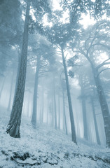 winter pine forest in mist