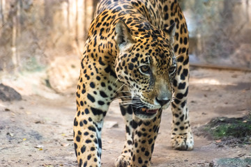 Fototapeta na wymiar jaguar looking for something, bangkok, thailand