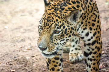jaguar looking for something, bangkok, thailand