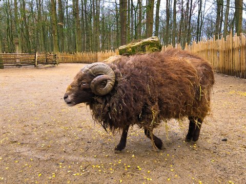 close up Portrait of a brown Awassi sheep curved strong horn with thick fur goat at the zoo wild park animal wellfare