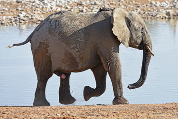 Junger afrikanischer Elefant (loxodonta africana) am Wasserloch Okaukuejo im Etosha Nationalpark (Namibia)