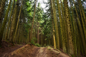 Thick pine forest on the hillside overlooking the sky