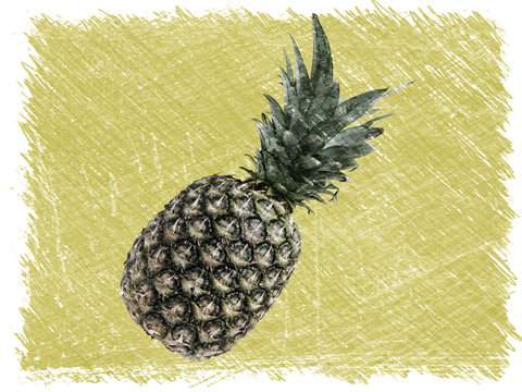 Whole pineapple skech drawing. Top view, copy space