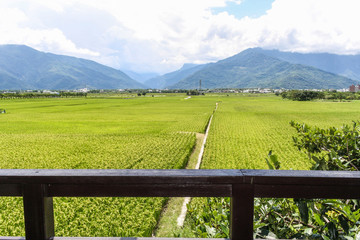 Landscape of green teafields and small mountains of Eastern Taiwan
