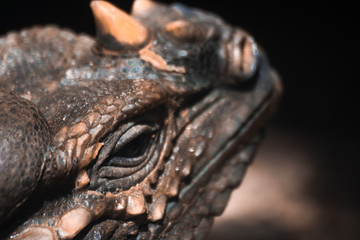 lizard face. close up to their face. look so smart