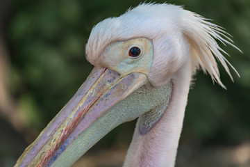 Close Up Of An Pelican Face