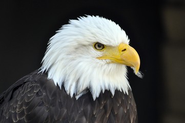 Weißkopfseeadler