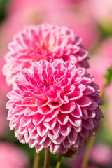 Pinke Balldahlie (Asteraceae) in der Sommersonne.